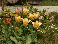 78936078-Tulipani krem.JPG